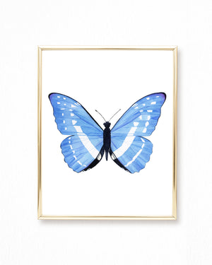 Watercolor Light Blue and White Butterfly Painting - Morpho cypris butterfly - Art Print