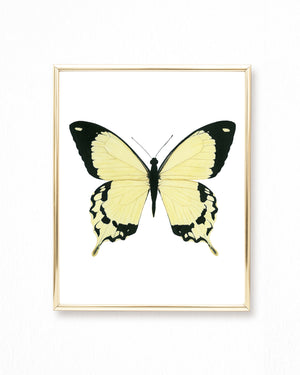 Watercolor Yellow and Black Butterfly Painting - Papilio dardanus butterfly - Art Print