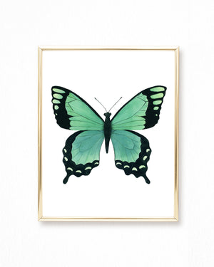 Watercolor Green Butterfly Painting - Papilio lorquinianus Butterfly - Art Print